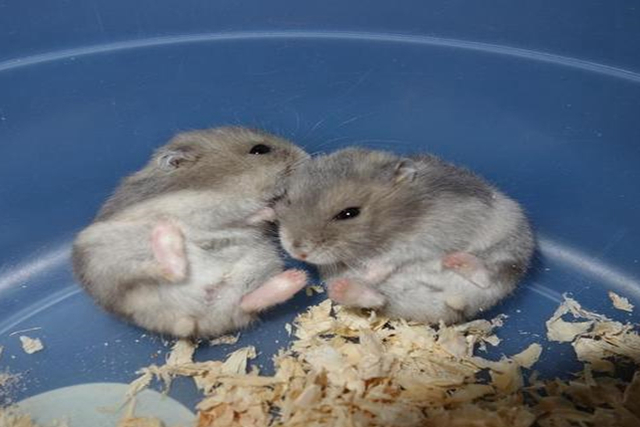 璋冪毊鎹ｈ泲浠撻紶,璋冪毊浠撻紶