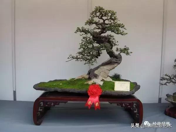 最美的100盆雀梅盆景,雀梅盆景第一年修剪视频