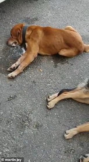 狗狗不幸被感染,狗狗致命病毒