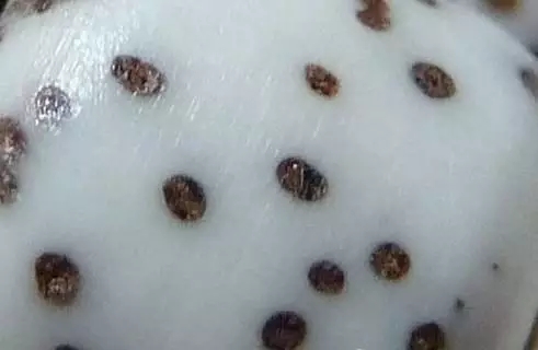 星月菩提的7大基本知识,盘点星月菩提的十大问题建议收藏