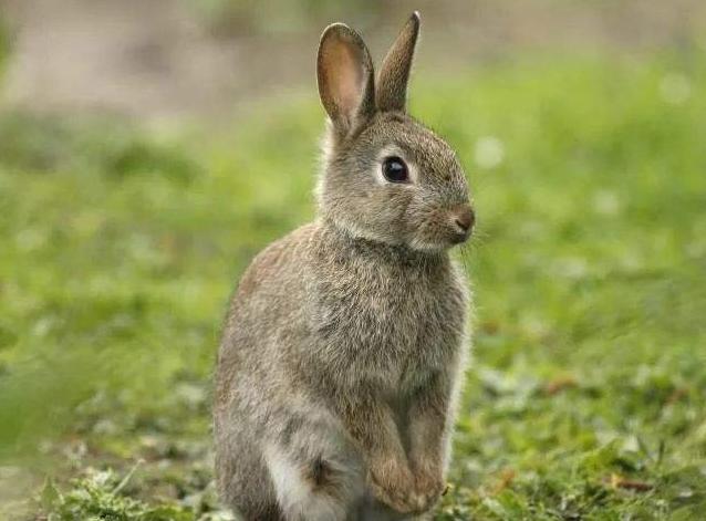 澳洲兔子能维持多少年,澳洲兔子泛滥为什么不抓来吃