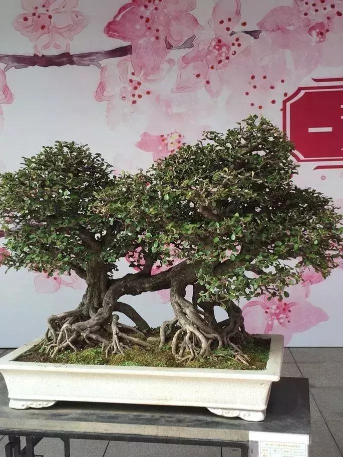 最值得收藏的六种盆景树种是哪些,西北盆景树种100种