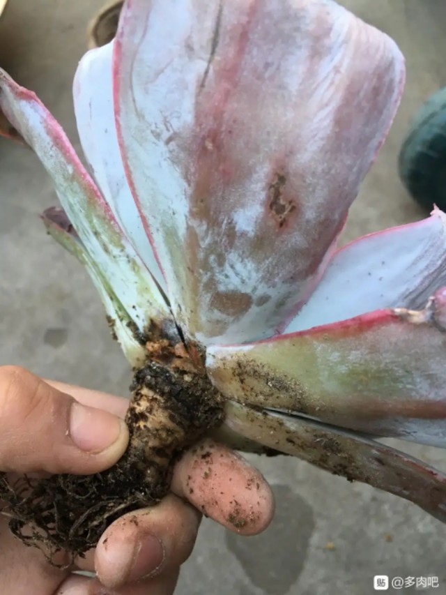 多肉爱长草怎么办,多肉爱火怎么养