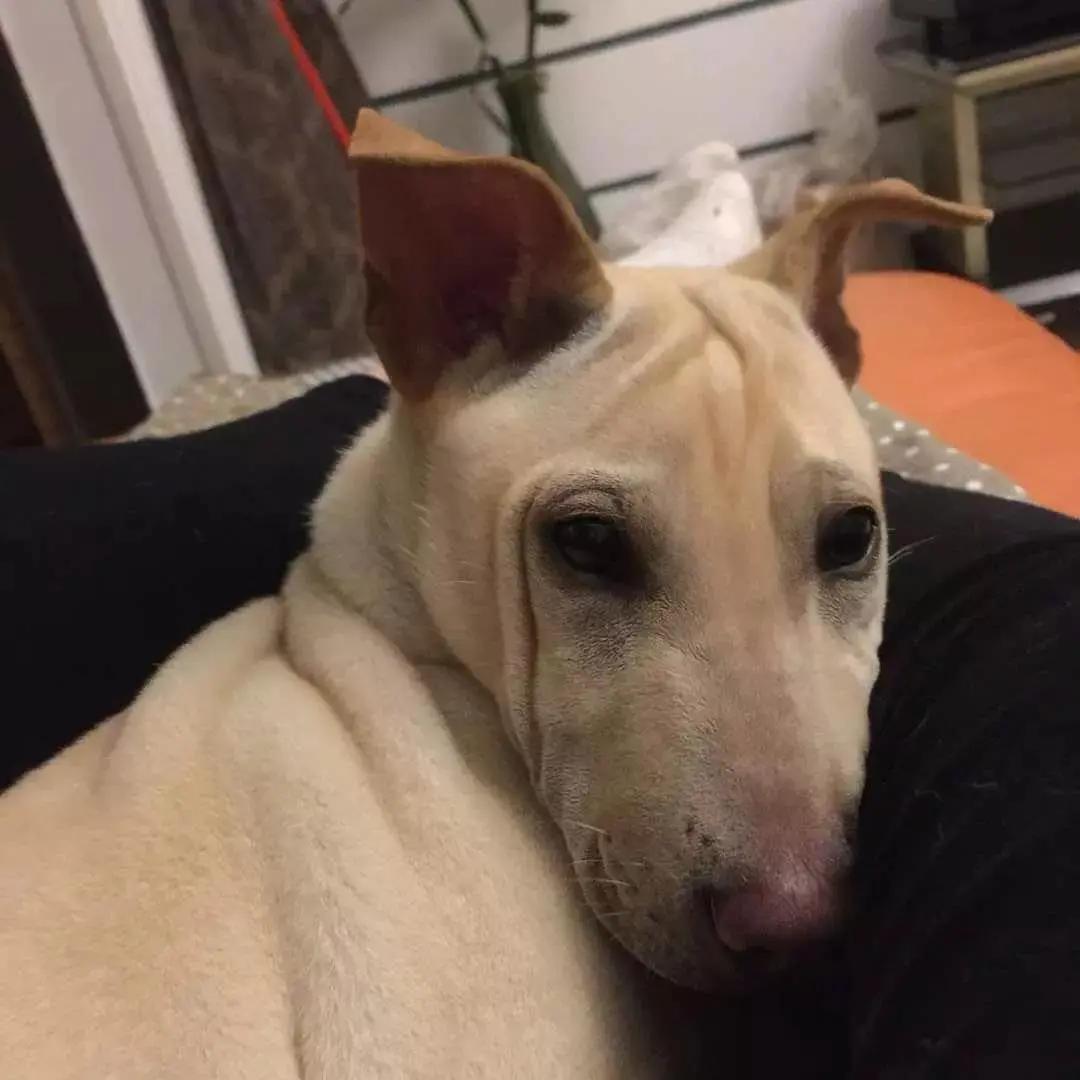 给狗起名字侵权吗,给狗起了一个字名字