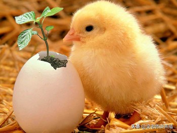 预防鸡吃蛋,防鸡吃蛋的办法有什么