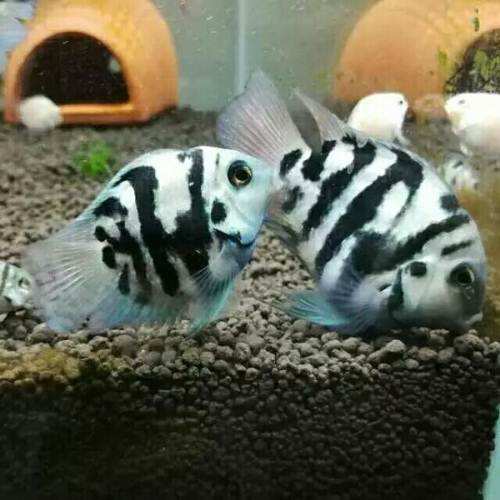 冬天不加温不打氧冻不死的观赏鱼,养不死的观赏鱼图片及名称价格表