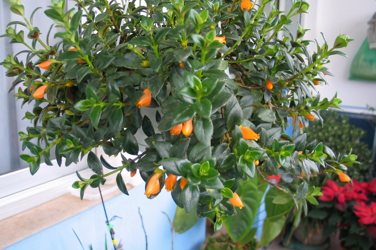 如何防止金鱼吊兰枯萎发黄,小金鱼吊兰黄叶