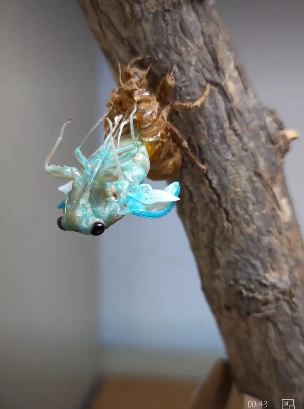 蝉的意象内涵,蝉的禅意人生感悟