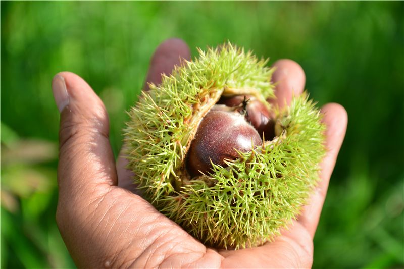 9月份云南有什么好吃水果,云南瓜果飘香有你最爱的吗