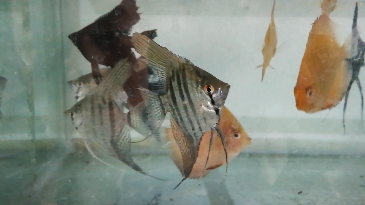 淡水水族馆观赏鱼市场,废弃花鸟市场捡漏观赏鱼