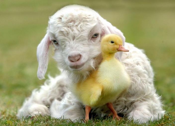 刚出生的小羊羔拉肚子怎么治疗,怎样预防刚出生的小羊羔拉稀