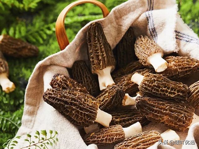 羊肚菌四大菌王,法国野生羊肚菌