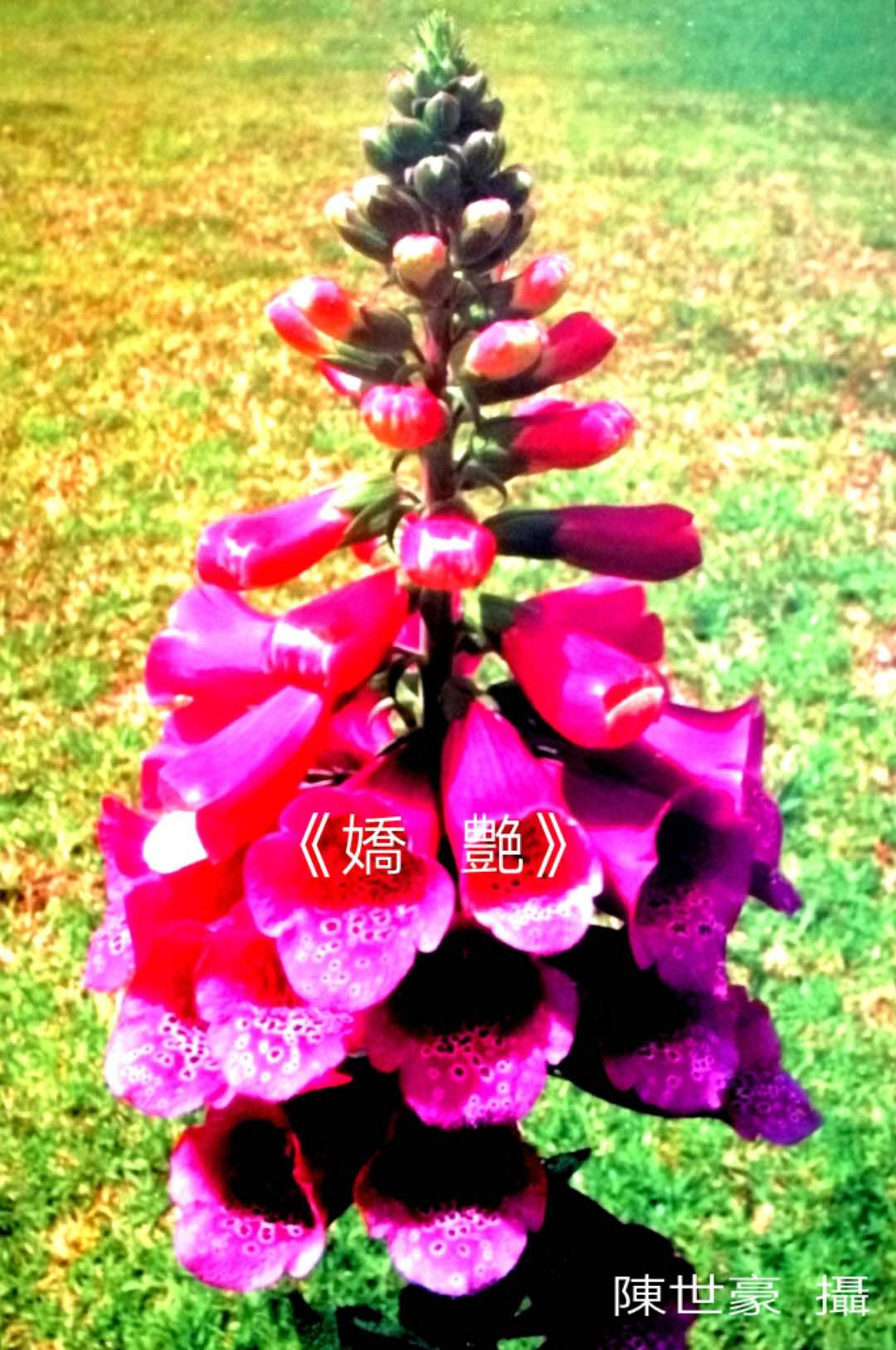 陈世豪摄影集《心弦》部分作品分享