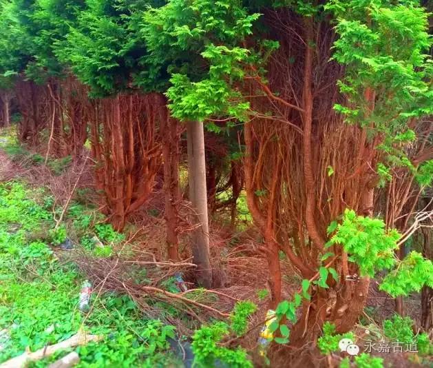 温州四海尖上观日出,初阳如血,美轮美奂,绝无仅有