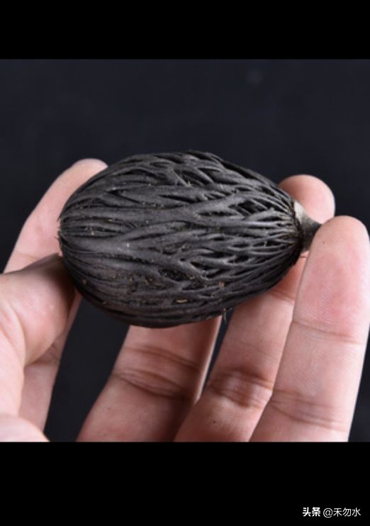 海南常见的果子菩提,海南神奇果子