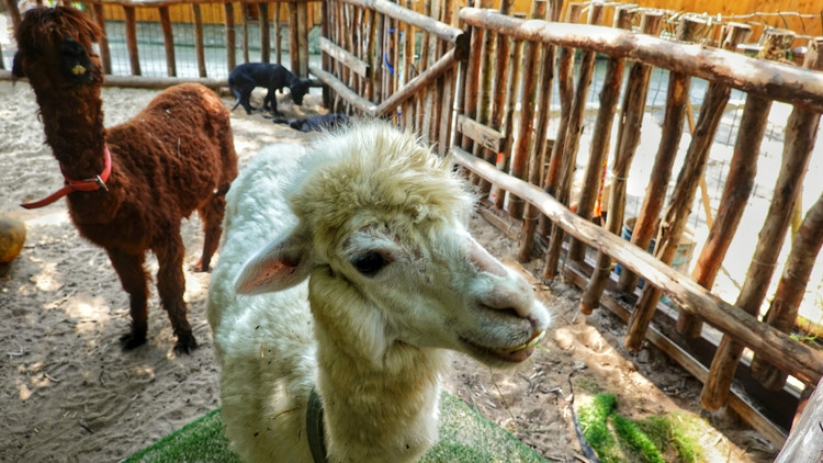 三亚海棠湾生活避坑指南 (三亚攻略海棠湾)