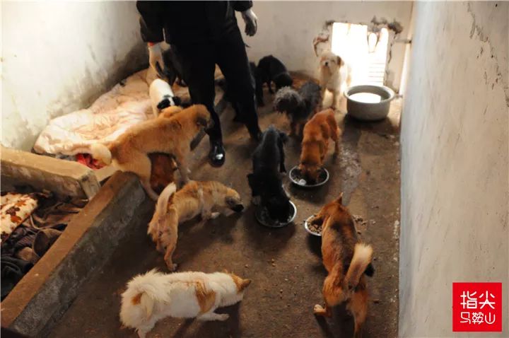 马鞍山流浪狗救助中心在哪里,曝光流浪狗救助真相