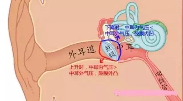空乘人员得了航空性中耳炎咋办,女子感冒后坐飞机得航空性中耳炎