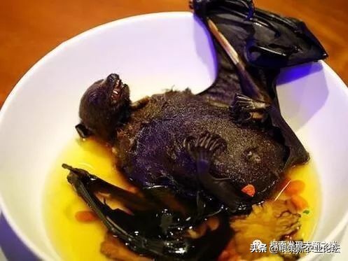 亚洲哪种蝙蝠最好吃,中国蝙蝠吃什么最好