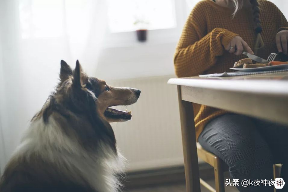 宠物不宜吃的食物有哪些,宠物克星食物有哪些种类