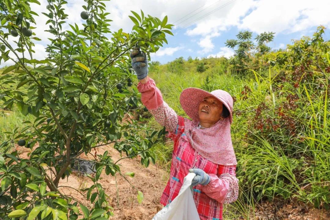 本草纲目里面有哪些药草,本草纲目里面的植物有什么