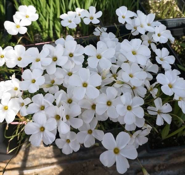 适于阳台种植的花种类,100种适合新手养的花庭院花卉