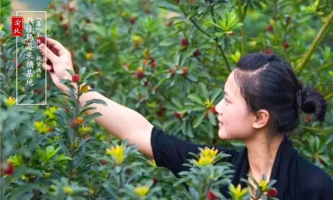 渝北周边采摘推荐,渝北茨竹附近采摘园