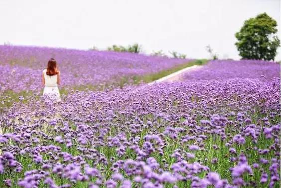 美翻了无锡这个紫色花海,美翻诸城这片花海刷爆整个朋友圈