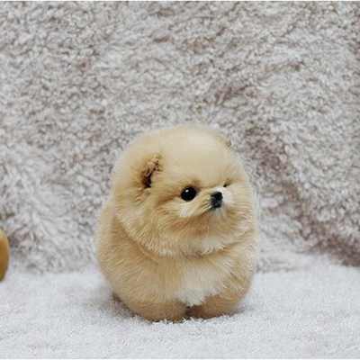 如何挑选小狗狗三个技巧,如何挑选幼犬