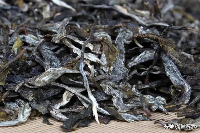 云南十大古树茶排名,云南的古树茶有哪些