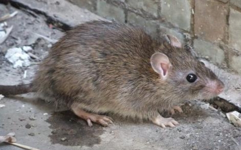 人鼠之叹主要讲的什么,人鼠之叹的故事告诉我们什么道理