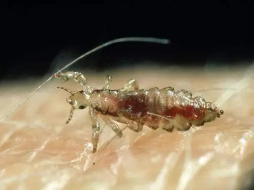 生活中常见昆虫科普,常见昆虫科普教育视频