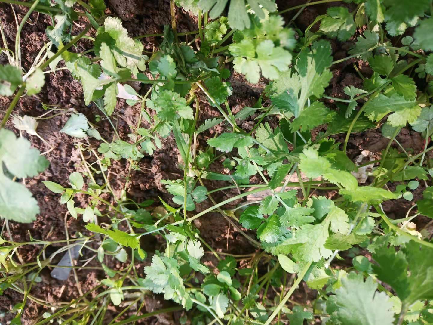 香菜低温变红能治过来吗,香菜幼苗叶片边缘发黄什么原因