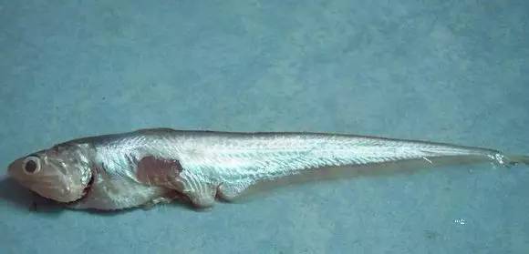 史上最全面的海鲜大咖,史上最全海鲜视频