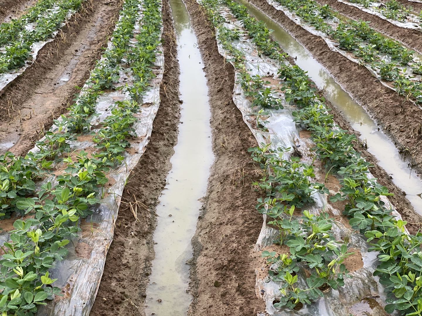 新种植物如何防蜗牛,花生地里有蜗牛该怎么办