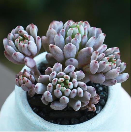 5种自带“体香”的多肉植物，阳台养一盆，香喷喷