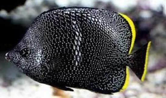 买回来的鱼应该怎么养,刚买回来的鱼怎么养才能活着