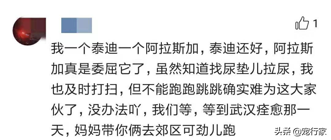 疫情期间多地禁止遛狗！狗在家不上厕所怎么办？无聊拆家怎么办？
