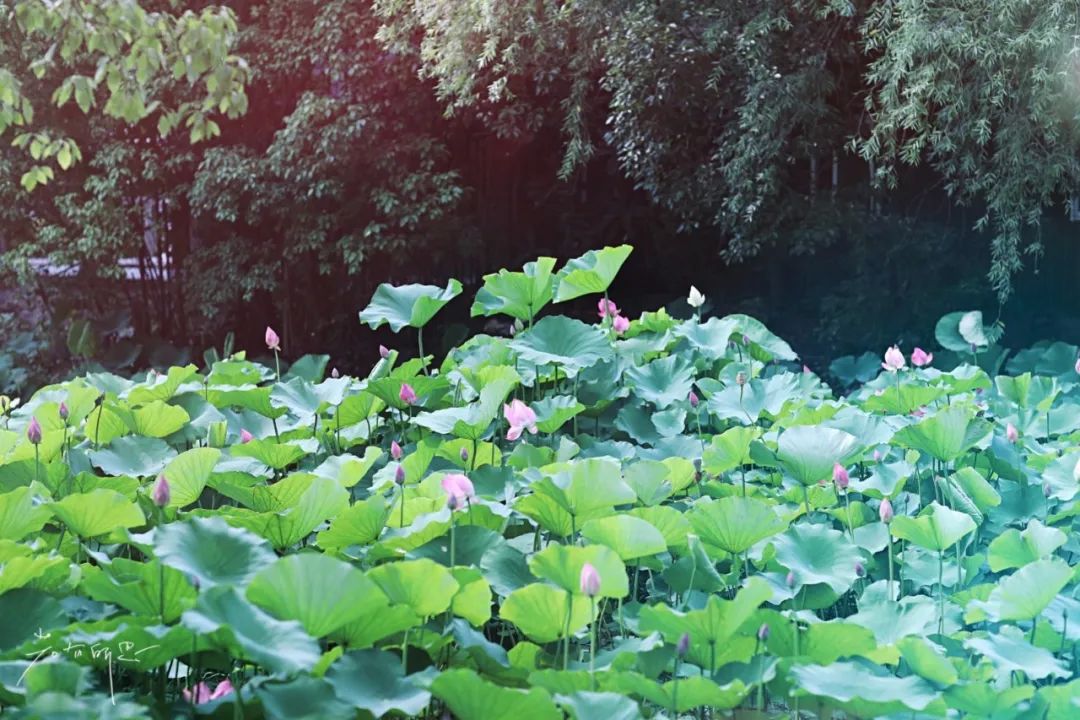 娌欏娴滅殑绱壊鑺辨捣,娌欏娴滈鏅尯鑺辨捣