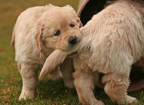 辨别“病狗”的方法在这里,有些“便宜”真的不要占