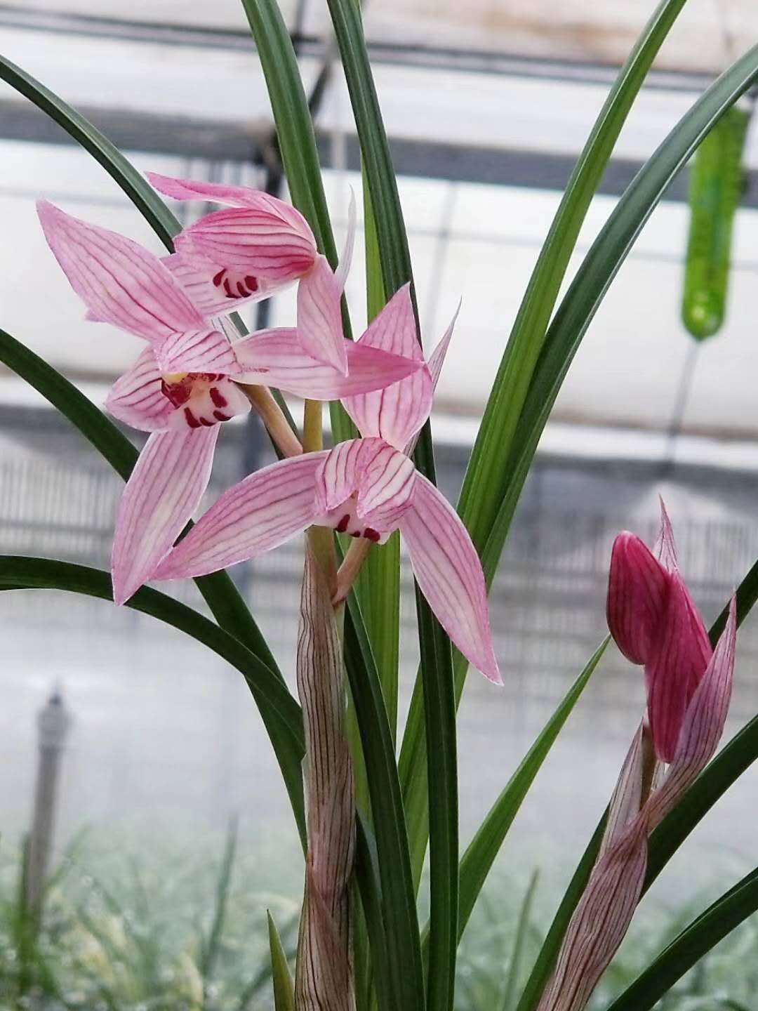 黄金万两兰花属于什么品种兰花,兰花品种大全春兰和墨兰的区别