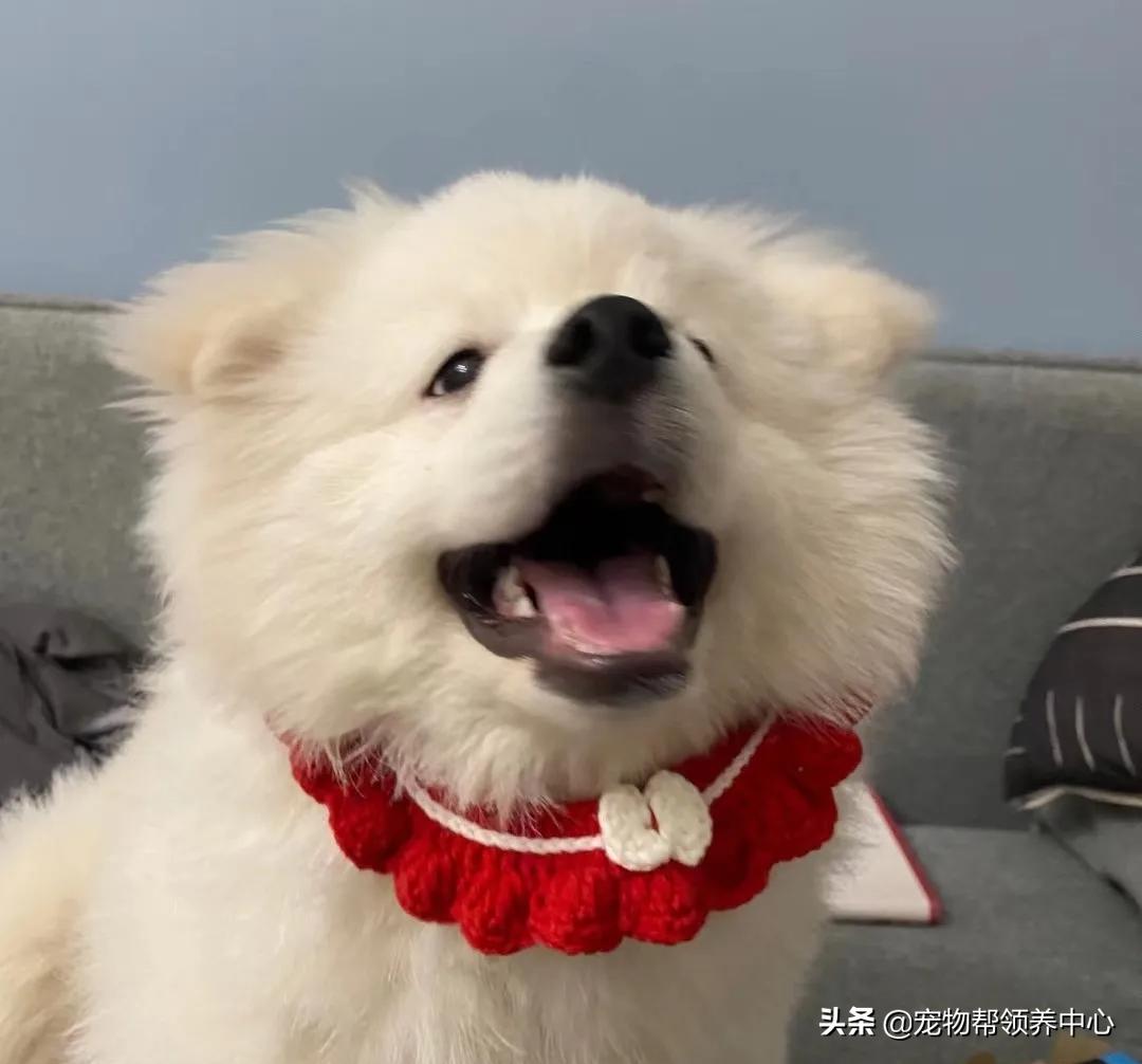 狗狗被*养送**期间患上细小，前主人却说：存活几率很小，别治了…