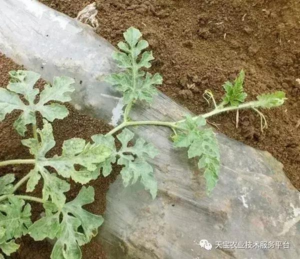 西瓜小叶病西瓜叶片卷曲原因,西瓜龙头皱缩什么原因
