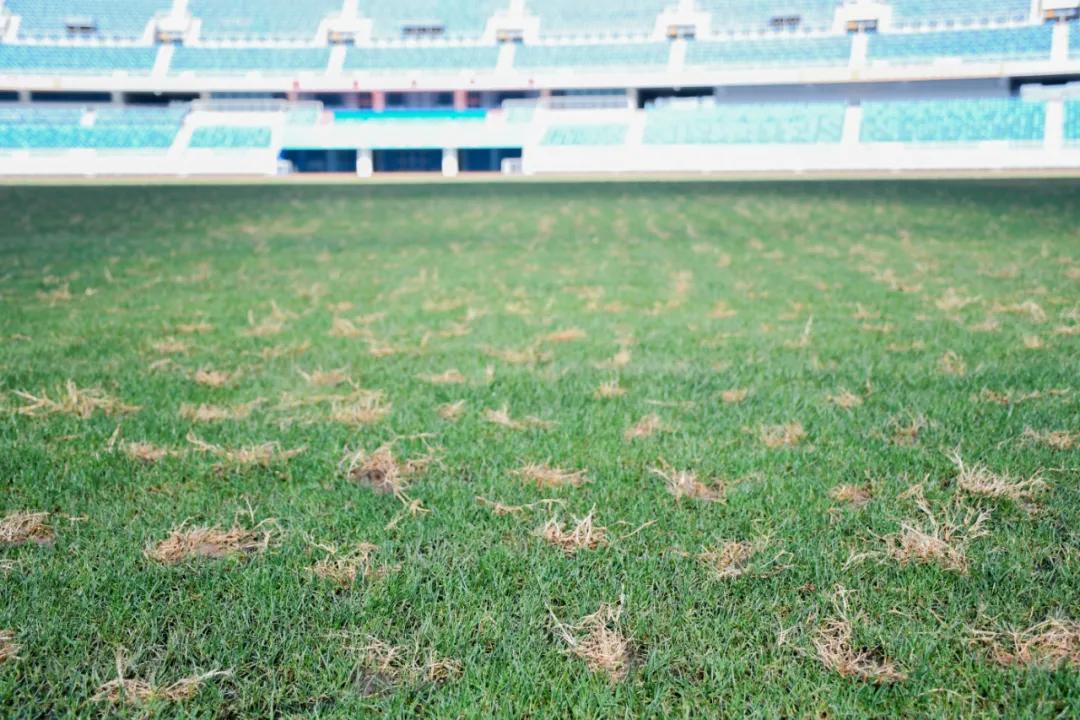 烈日灼灼，黄石奥体中心体育场更换夏季热型草