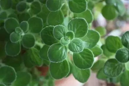 容易爆盆又好养的多肉你值得拥有,容易养好养活而且便宜的多肉