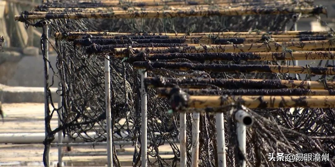 海上有好多黑色白色的东西是什么,海里的黑黑的东西好吃吗