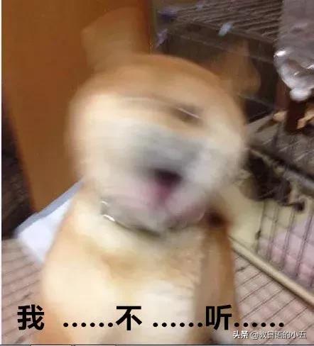 日本的一只“肌肉柴犬”火了，竟然还出了手办？！