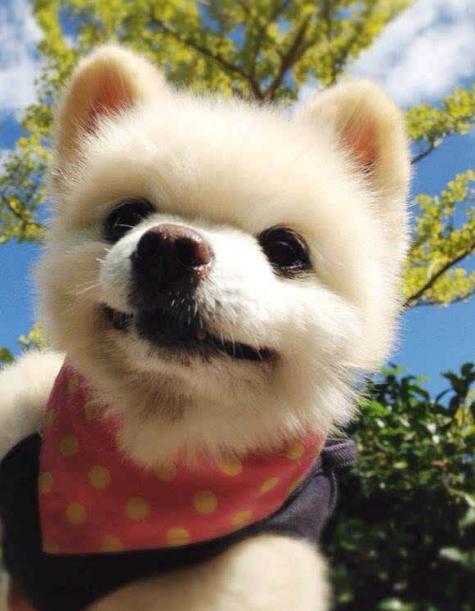 俊介犬和博美犬哪个好,俊介博美犬图片