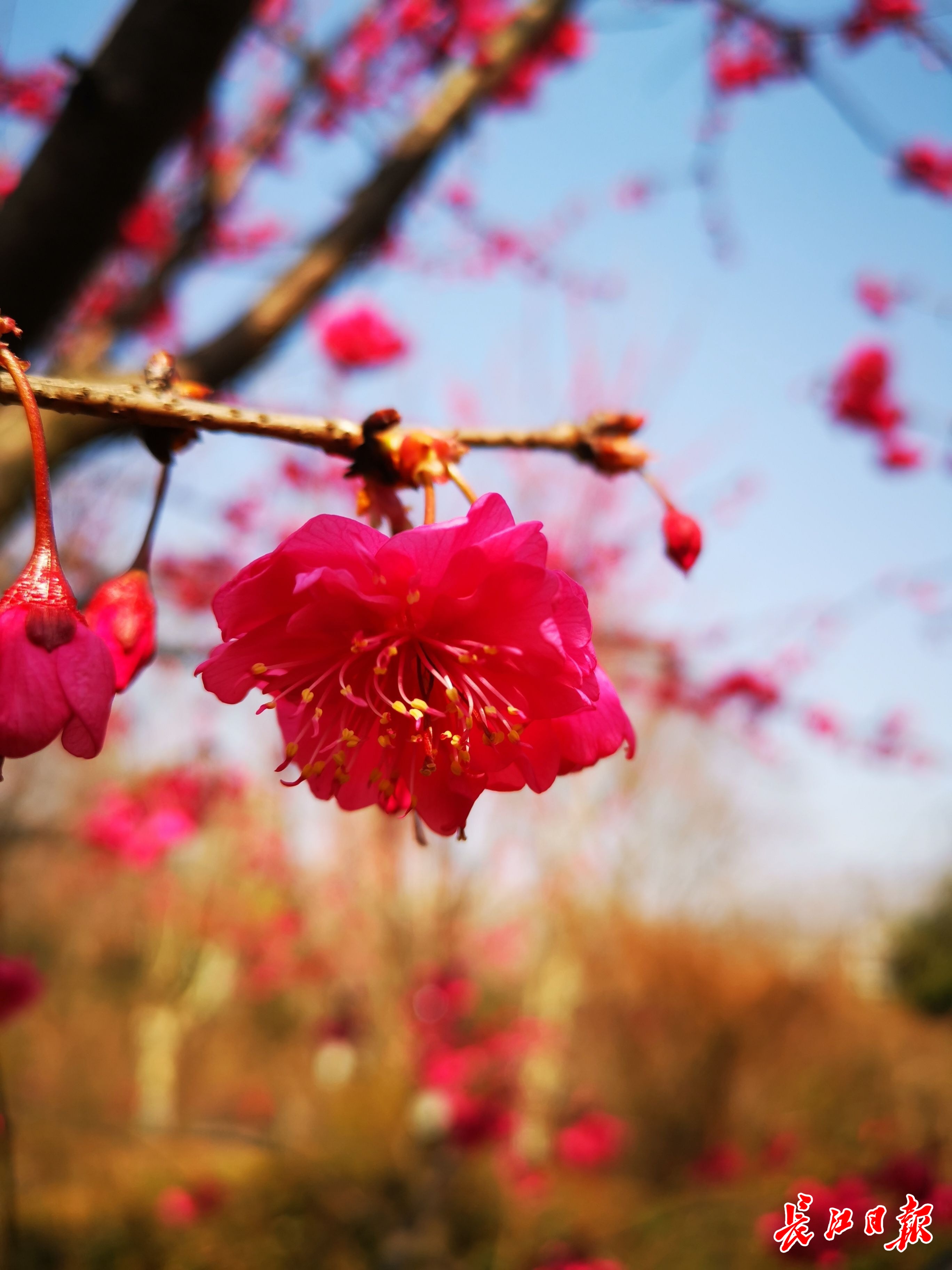 2022武汉免费赏樱花的地方,欢迎来武汉东湖观赏樱花