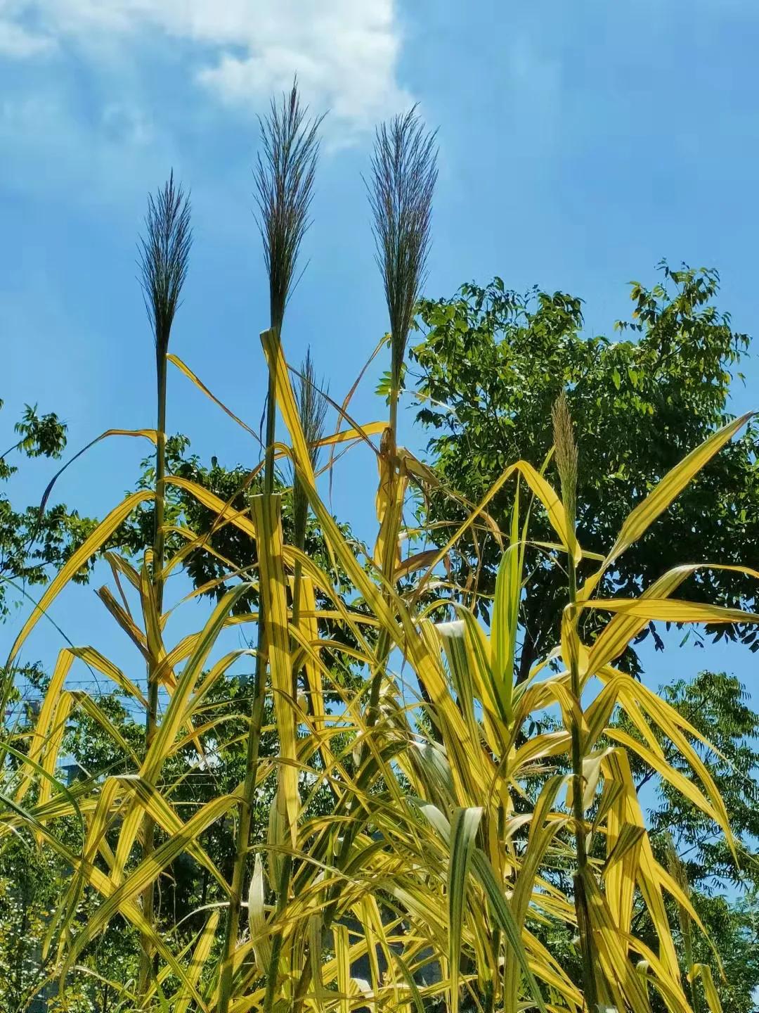 上海观赏草,上海之鱼冬天风景